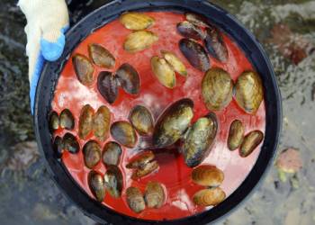 Scientists investigating mass freshwater mussel deaths in Virginia