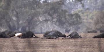 Australia wildfires threaten endangered creatures on Kangaroo Island