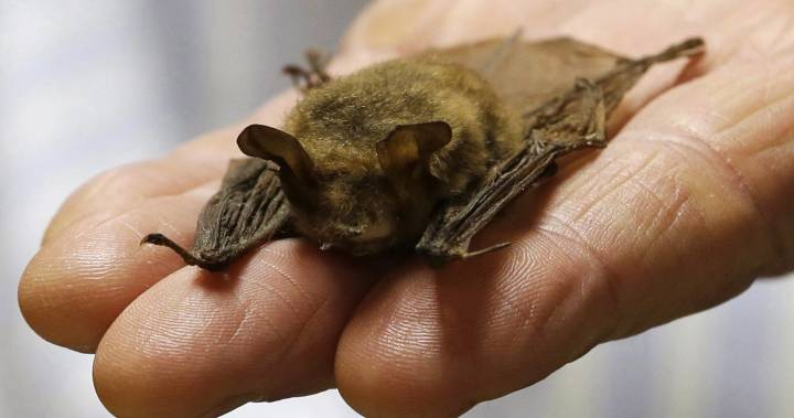 Canadians bats unlikely to harbour virus strains like new coronavirus: expert