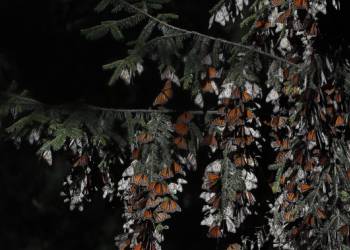 Mexico butterfly guide found dead with knife wounds within days of activist’s death