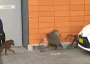 Who let the baboons out? Primates escape facility, run rampant in Australia