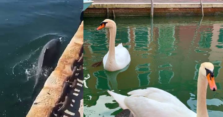 Dolphins return to Italy’s coast amid coronavirus lockdown: ‘Nature just hit the reset button’