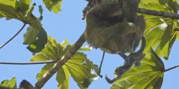 Sloth gives birth in a tree, baby ‘bungee jumps’ with umbilical cord