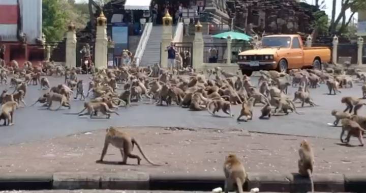 Starving monkey ‘gangs’ brawl in Thailand as coronavirus keeps tourists away