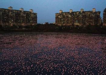 Flocks of flamingos turn Mumbai pink during coronavirus lockdown
