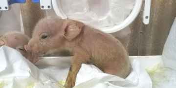 Unique: Two pigs engineered to have monkey cells born in China