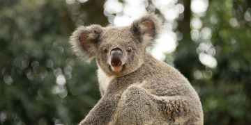Koalas and apes have evolved similar ways of walking in trees