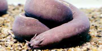 Hagfish tie their bodies into complicated knots to escape tight spots