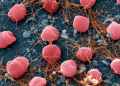 The mysterious microbes shifting humanity's place in the tree of life