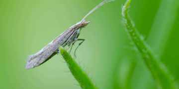 Male moths genetically modified to kill females released in the wild