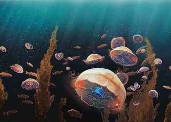 Cyborg jellyfish that swim at triple speed could help protect oceans