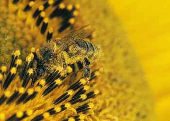 Genetically modified microbiome could protect honeybees from disease