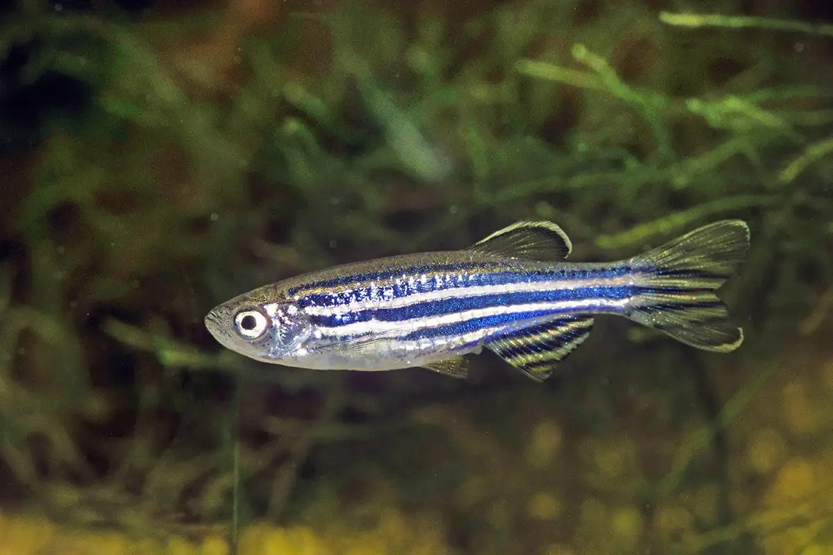Sticking fish in VR lets us study their brains as they virtually swim