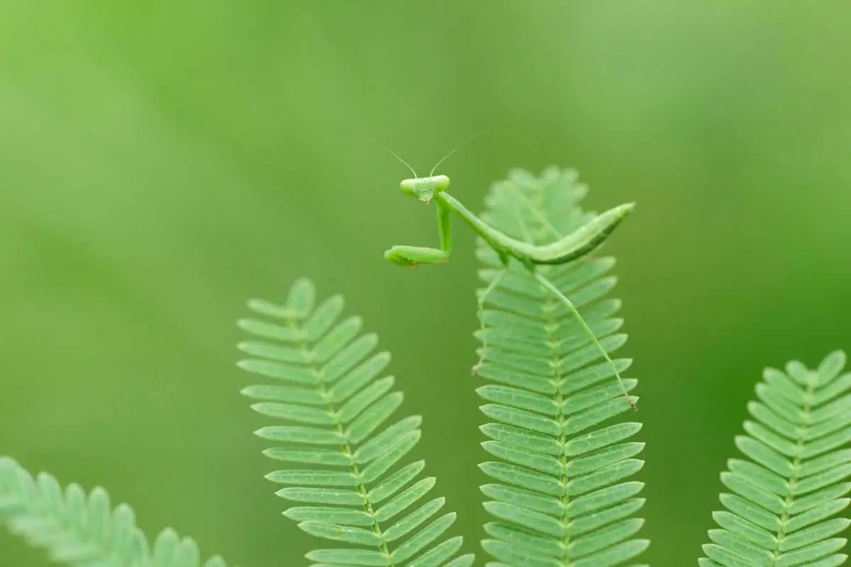 An AI trained to spot hidden objects can see through camouflage