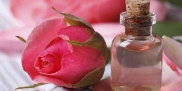 Scent of rose improves quality of learning and sleep: Study